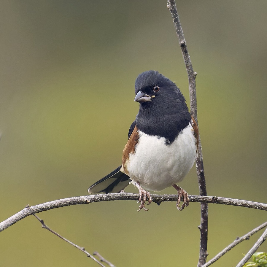Eastern Towhee