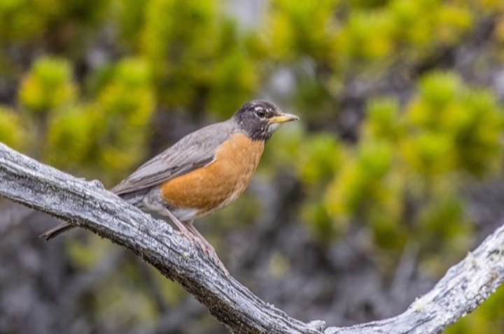 American Robin (Turdus migratorius)