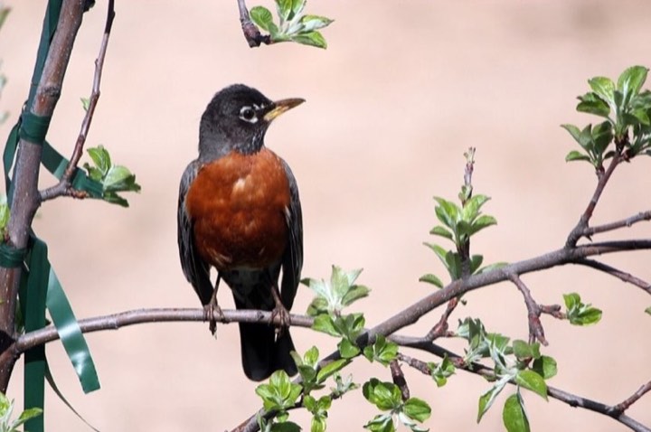 American Robin (Turdus migratorius)