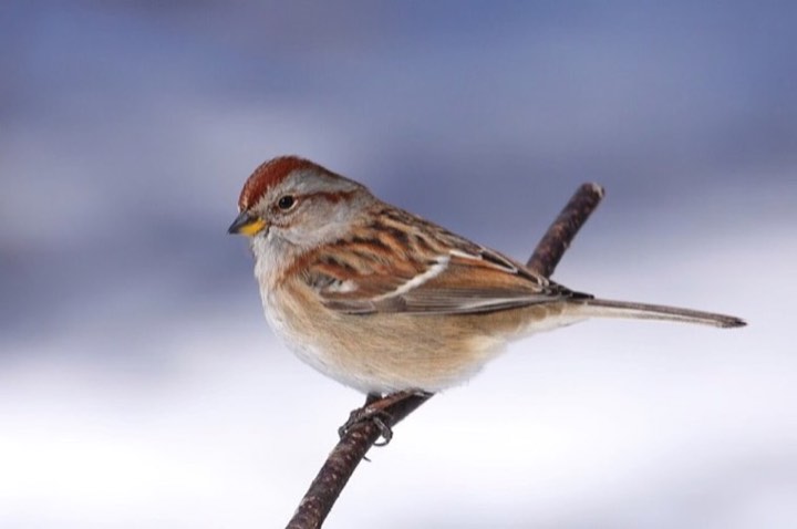 American Tree Sparrow (Spizelloides arborea)