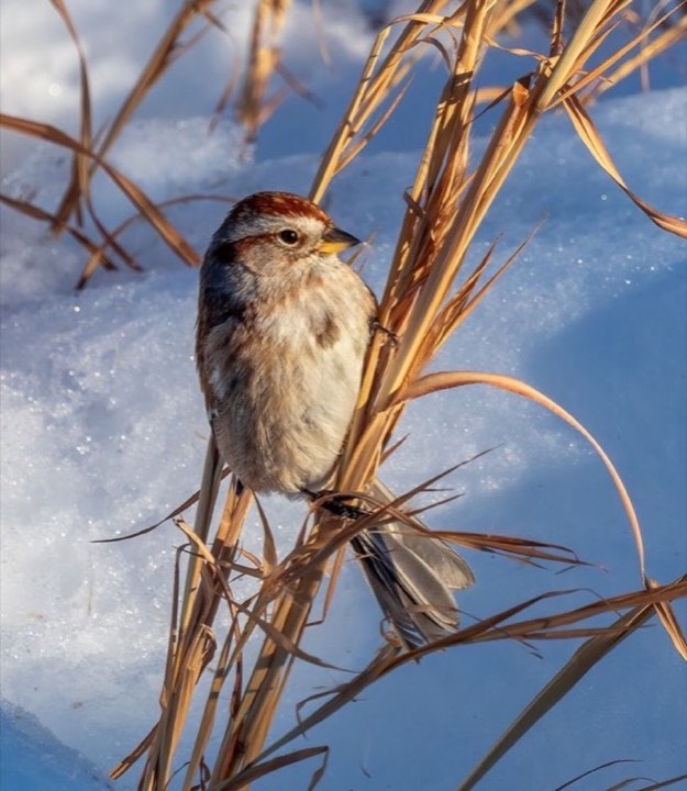 American Tree Sparrow (Spizelloides arborea)