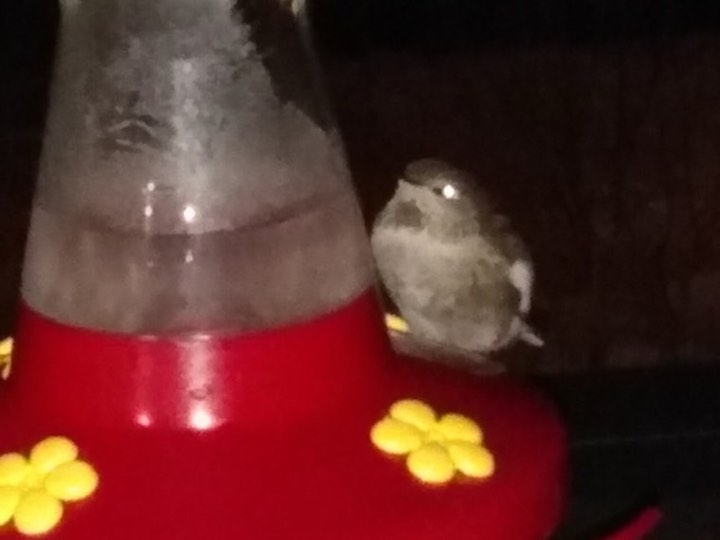 Anna's Hummingbird (Calypte anna)
