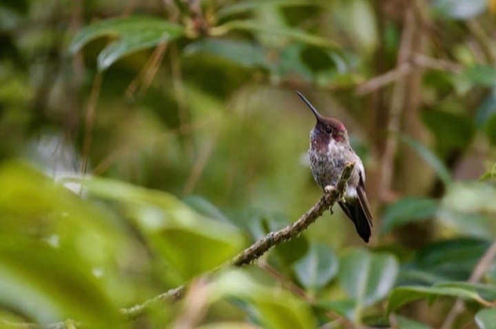Anna's Hummingbird (Calypte anna)