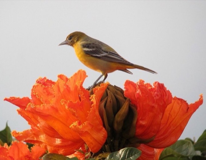 Baltimore Oriole (Icterus galbula)