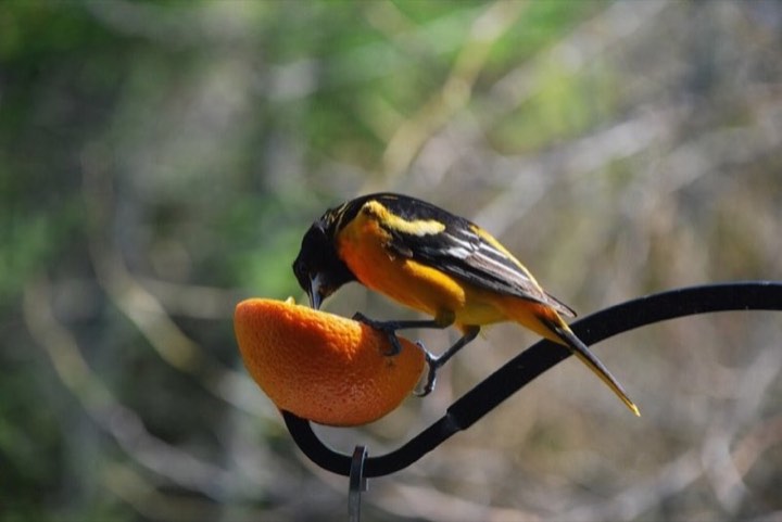 Baltimore Oriole (Icterus galbula)