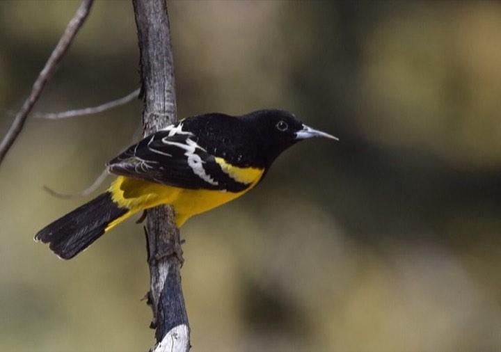 Baltimore Oriole (Icterus galbula)