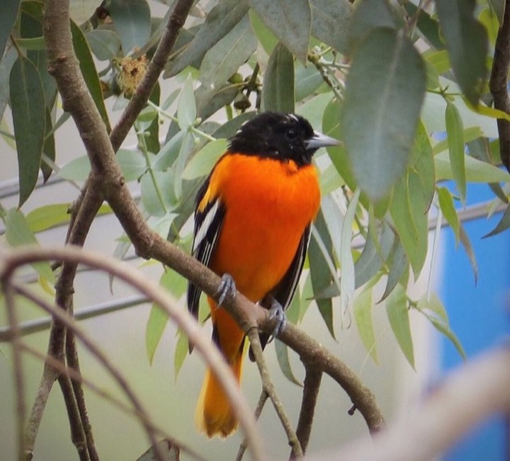 Baltimore Oriole (Icterus galbula)