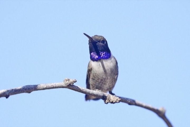 Black-chinned Hummingbird (Archilochus alexandri)