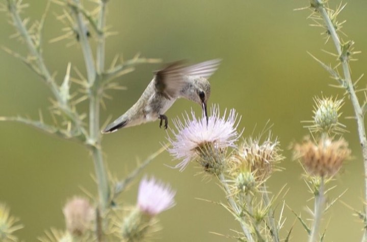 Black-chinned Hummingbird (Archilochus alexandri)