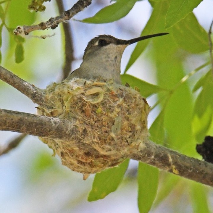 Black-chinned Hummingbird (Archilochus alexandri)