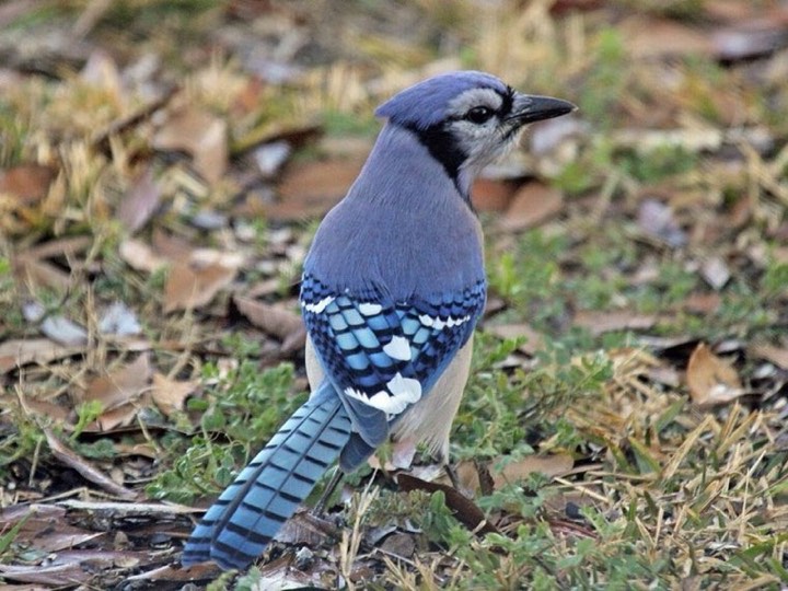 Blue Jay (Cyanocitta cristata)