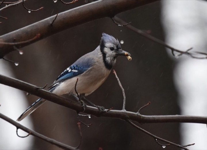 Blue Jay (Cyanocitta cristata)