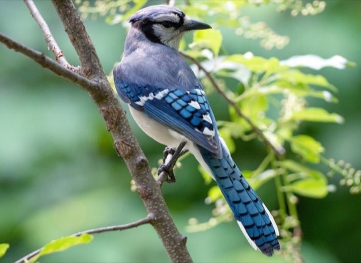 Blue Jay (Cyanocitta cristata)