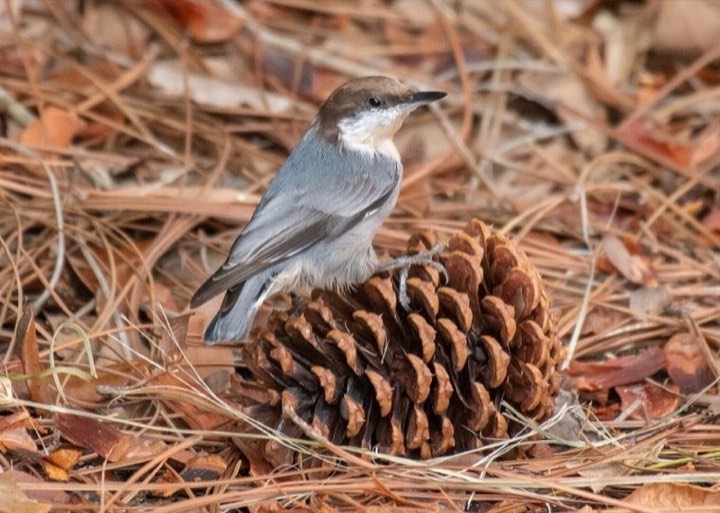 Brown-headed Nuthatch (Sitta pusilla)