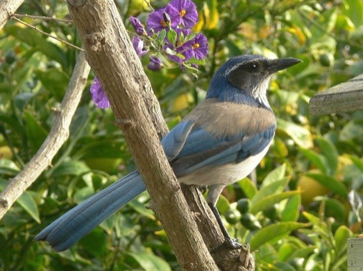 California Scrub-Jay (Aphelocoma californica)