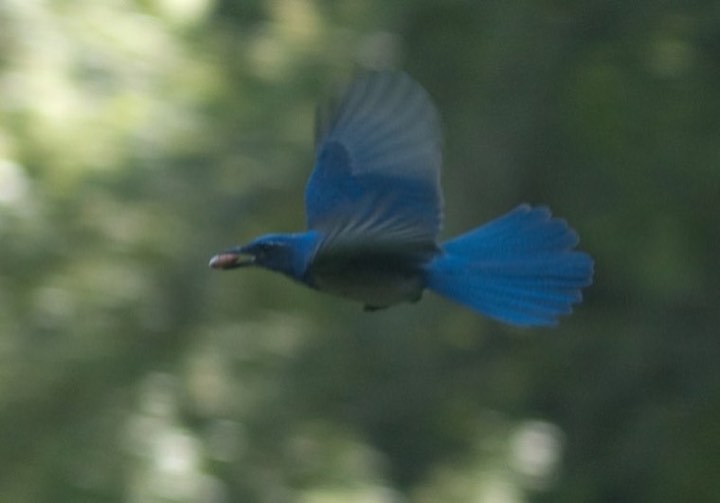 California Scrub-Jay (Aphelocoma californica)