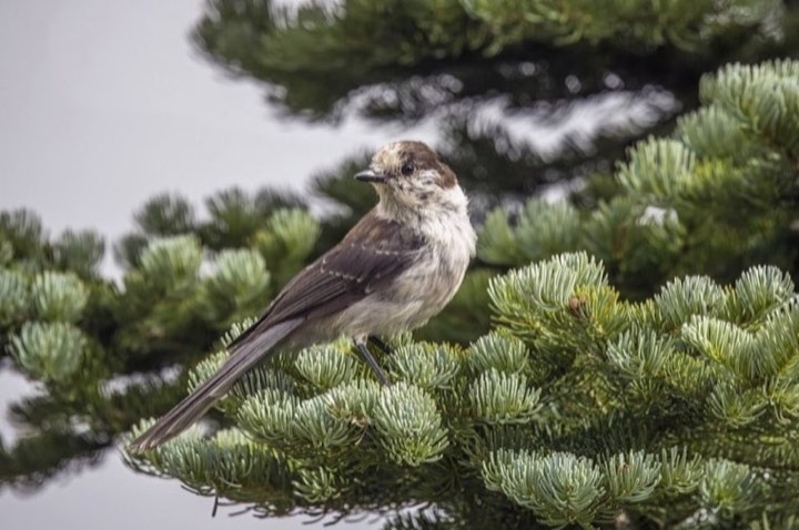 Canada Jay (Perisoreus canadensis)