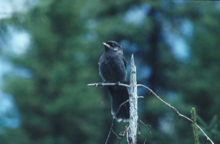 Canada Jay (Perisoreus canadensis)