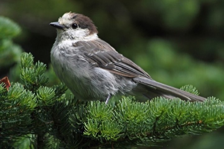 Canada Jay (Perisoreus canadensis)