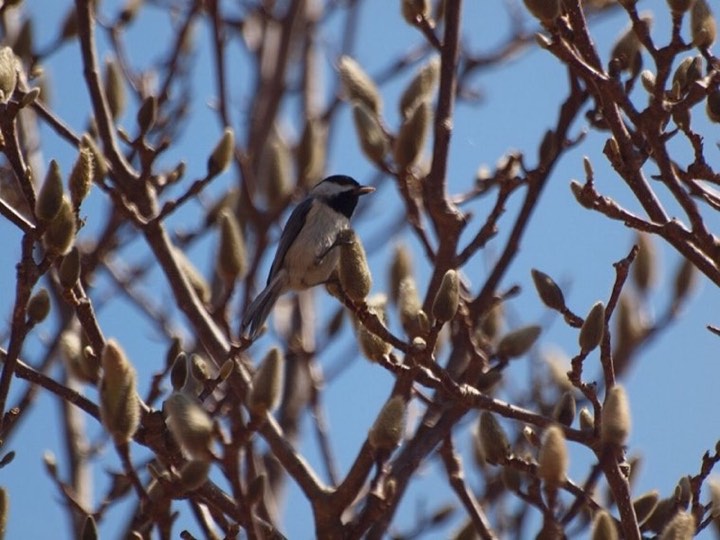 Carolina Chickadee (Poecile carolinensis)