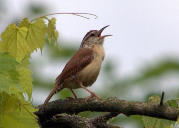 Carolina Wren (Thryothorus ludovicianus)