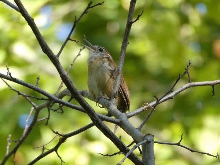 Carolina Wren (Thryothorus ludovicianus)