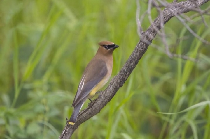 Cedar Waxwing (Bombycilla cedrorum)