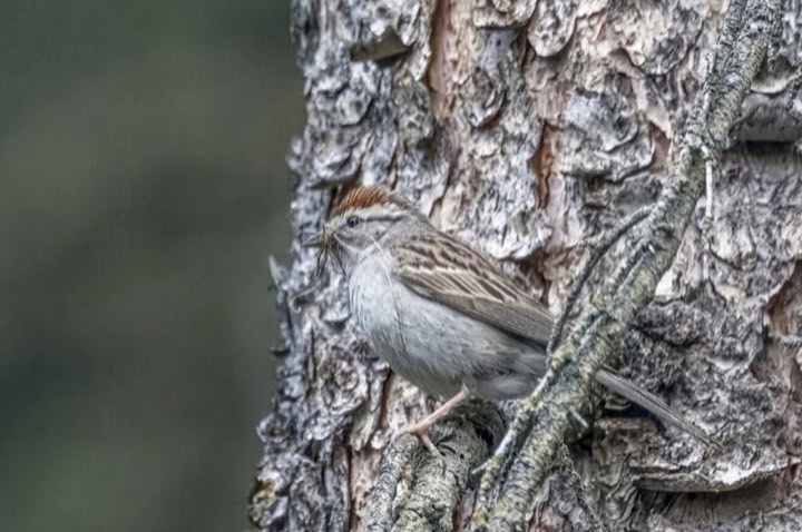 Chipping Sparrow (Spizella passerina)