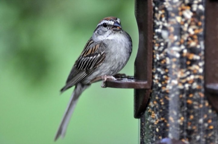 Chipping Sparrow (Spizella passerina)