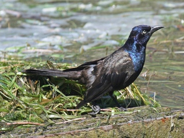 Common Grackle (Quiscalus quiscula)