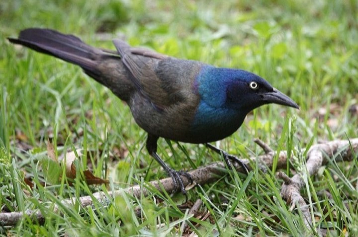Common Grackle (Quiscalus quiscula)