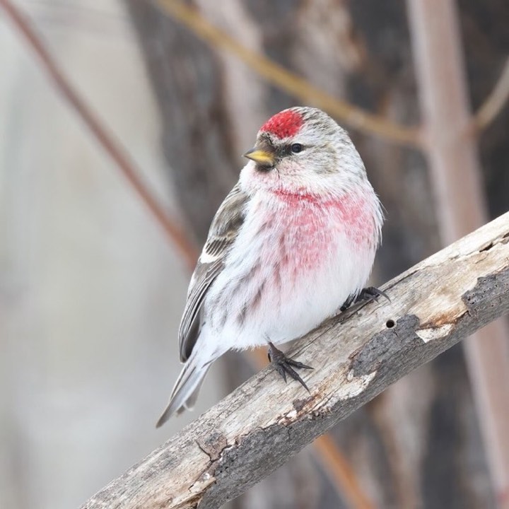 Common Redpoll (Acanthis flammea)