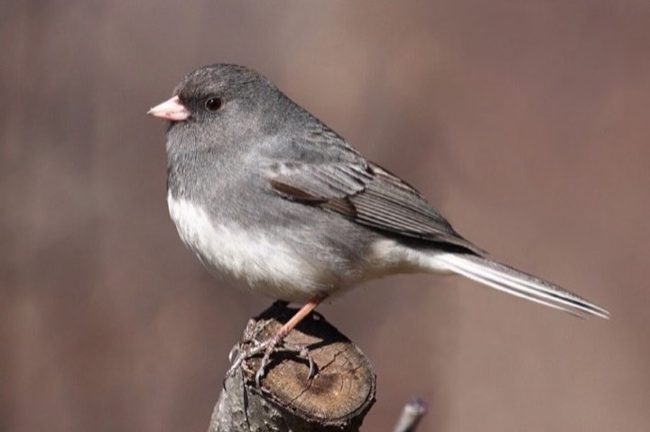 Dark-eyed Junco (Junco hyemalis)