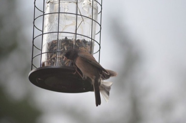 Dark-eyed Junco (Junco hyemalis)
