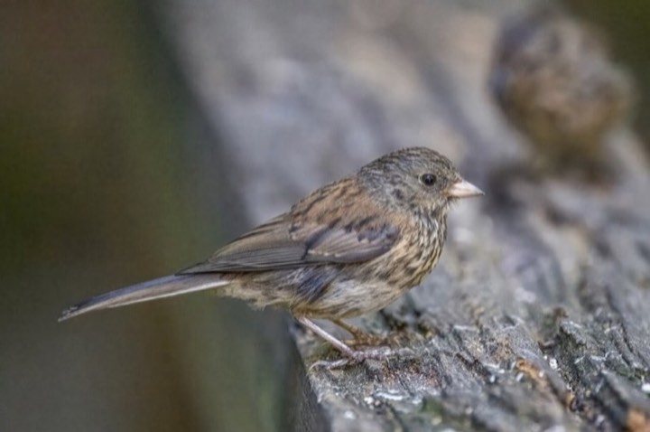 Dark-eyed Junco (Junco hyemalis)