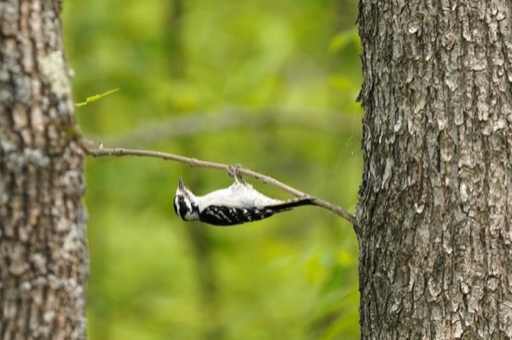 Downy Woodpecker (Dryobates pubescens)