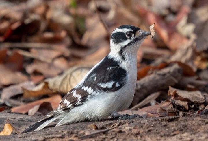 Downy Woodpecker (Dryobates pubescens)