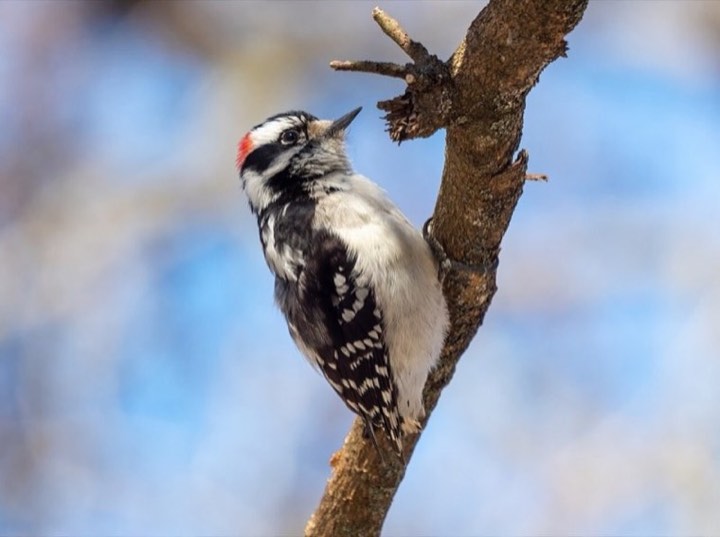 Downy Woodpecker (Dryobates pubescens)