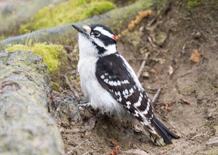Downy Woodpecker (Dryobates pubescens)
