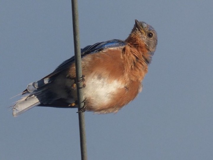 Eastern Bluebird (Sialia sialis)