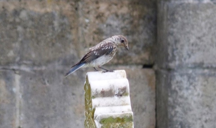 Eastern Bluebird (Sialia sialis)