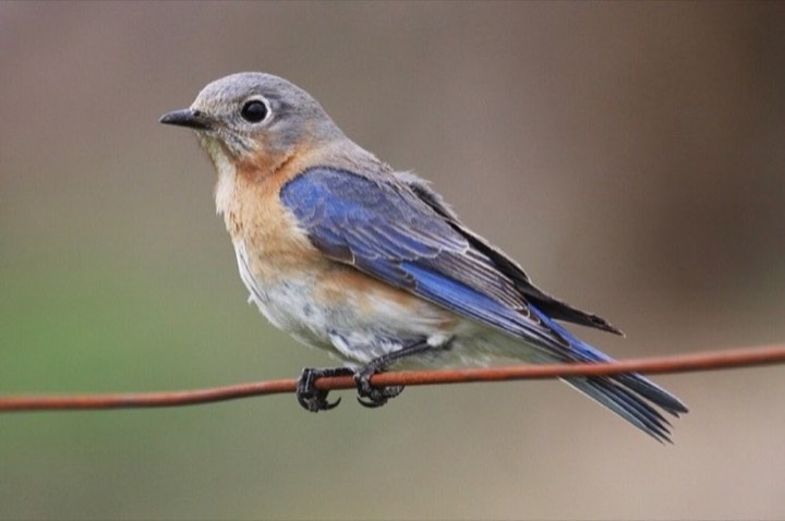 Eastern Bluebird (Sialia sialis)
