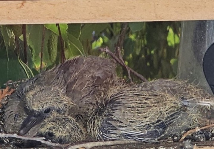 Eurasian Collared-Dove (Streptopelia decaocto)