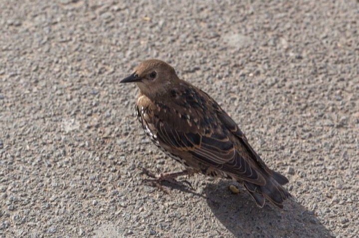 European Starling (Sturnus vulgaris)