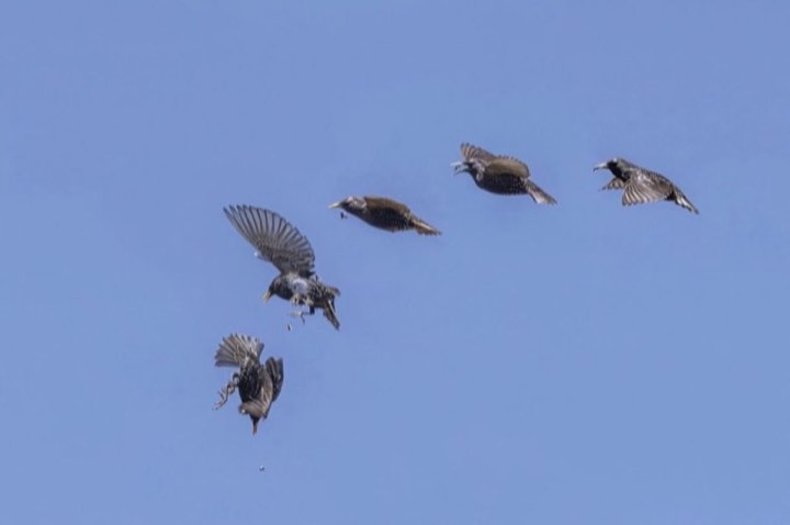 European Starling (Sturnus vulgaris)