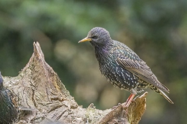 European Starling (Sturnus vulgaris)