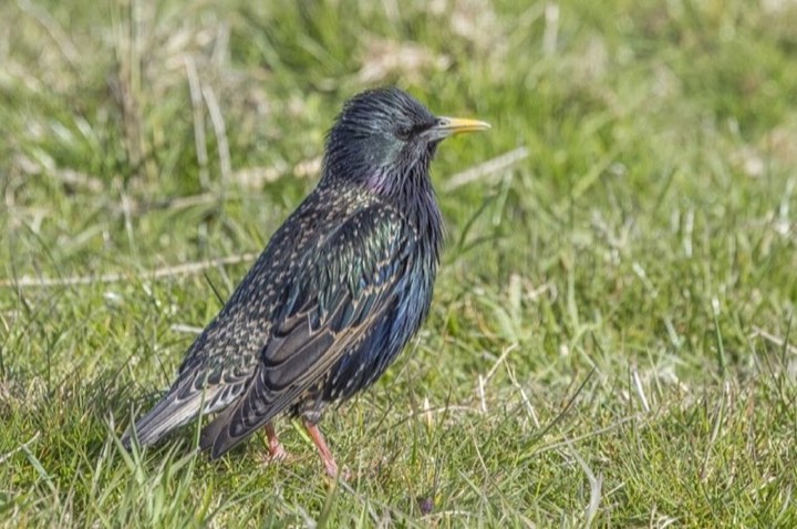 European Starling (Sturnus vulgaris)