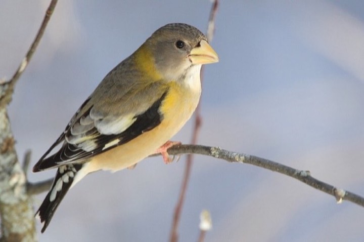 Evening Grosbeak (Coccothraustes vespertinus)