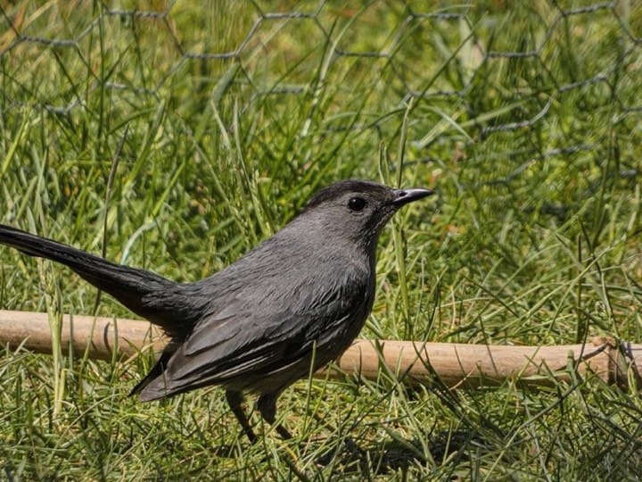 Gray Catbird (Dumetella carolinensis)