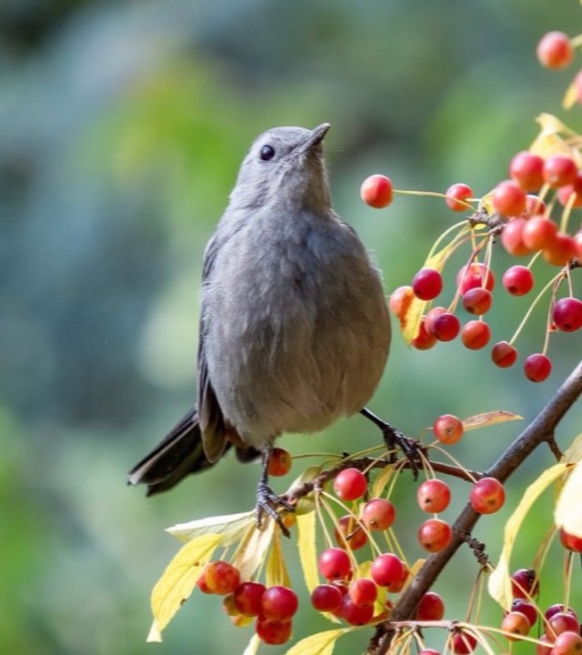 Gray Catbird (Dumetella carolinensis)